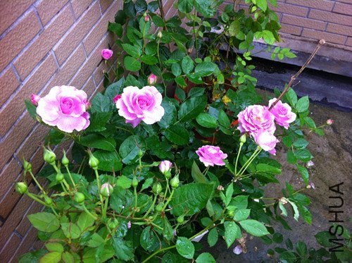 ��������7 of xiangpro.jpg