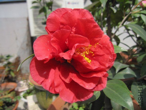 IMG_0038.jpg