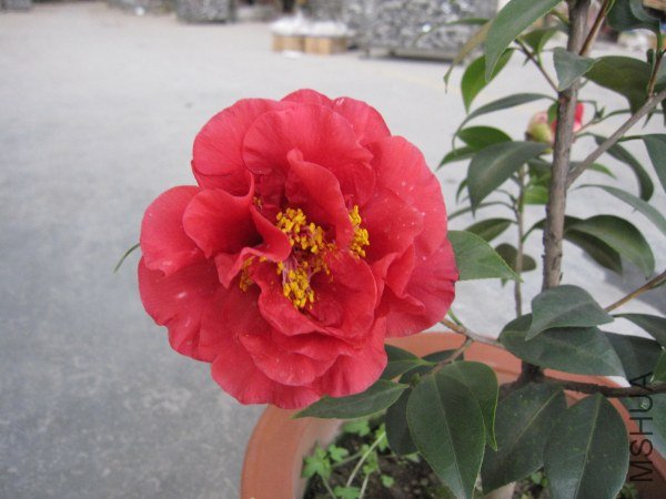 IMG_0042.jpg