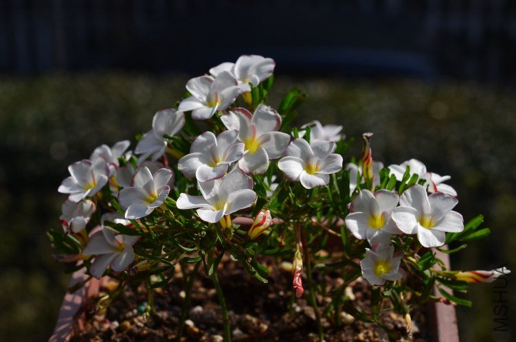 Oxalis versicolor˫ɫ20130306 001.JPG