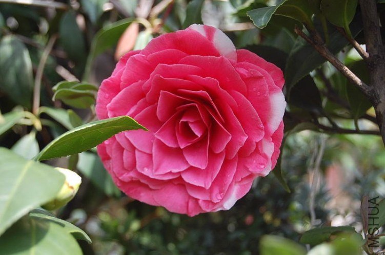 DSC_00550055.JPG
