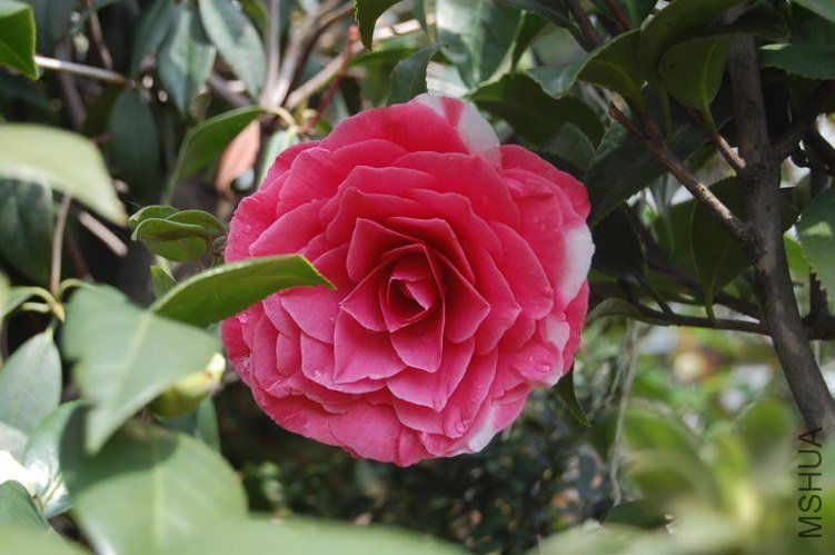 DSC_00570200.JPG