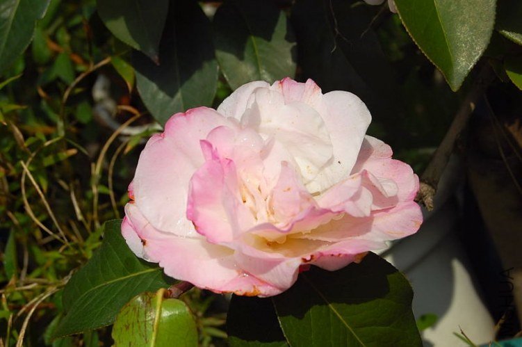 DSC_01080108.JPG