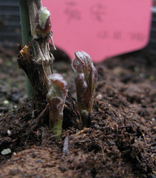 QQ��ͼ20130315003624.jpg