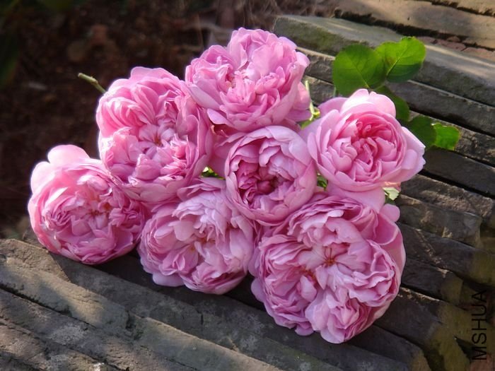 �����5 of lilii.jpg