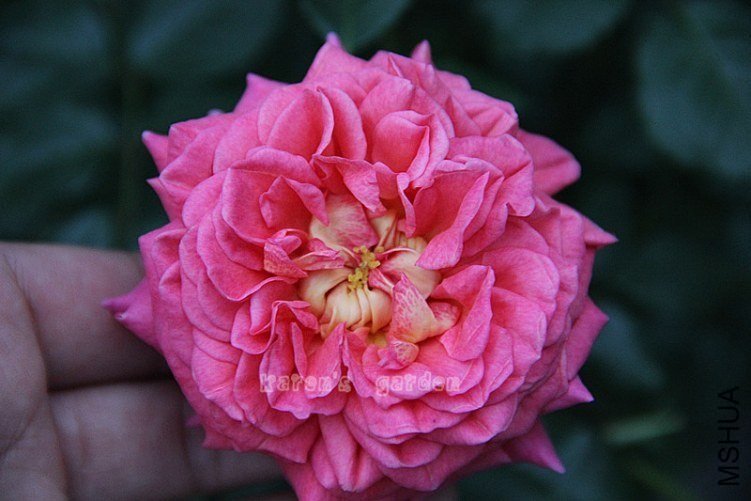 ����˹���1 of Ĩ��mocha .jpg