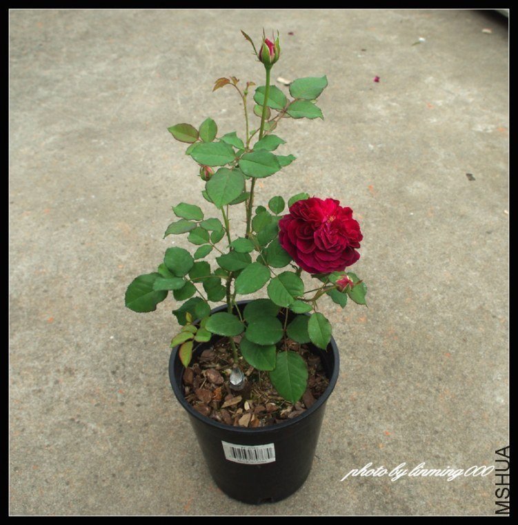 ��˹�����8 of linming000.jpg