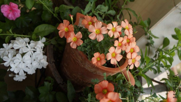 conew_dsc02323.jpg