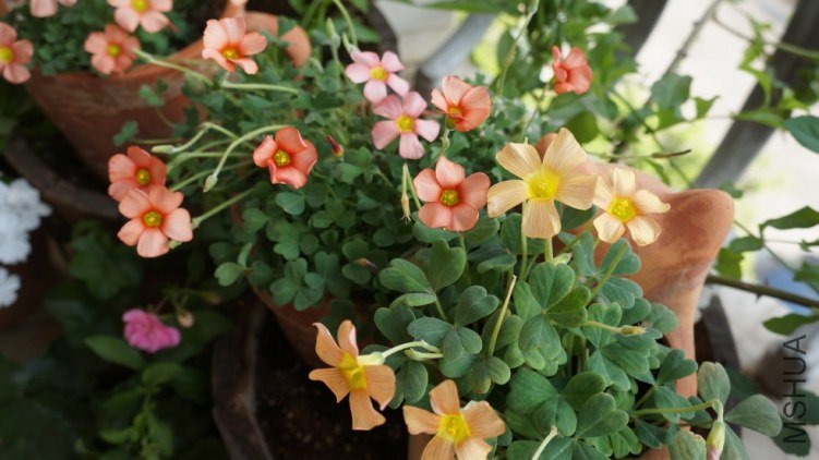 conew_dsc02325.jpg