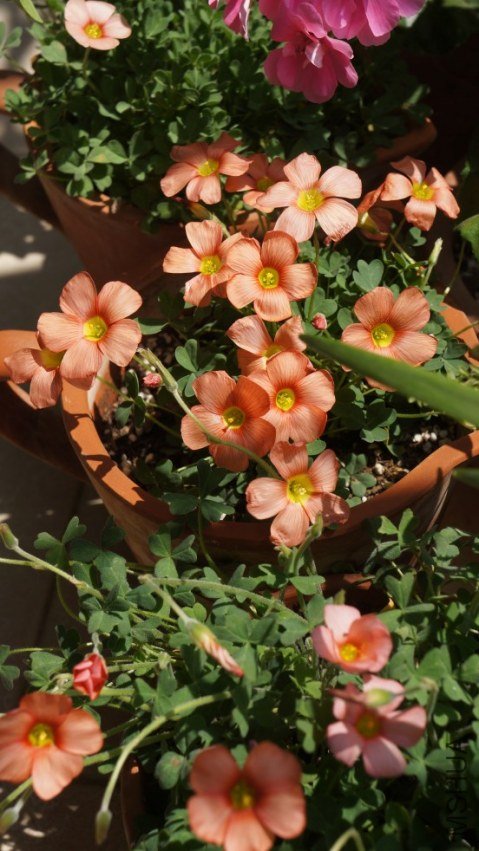 conew_dsc02399.jpg