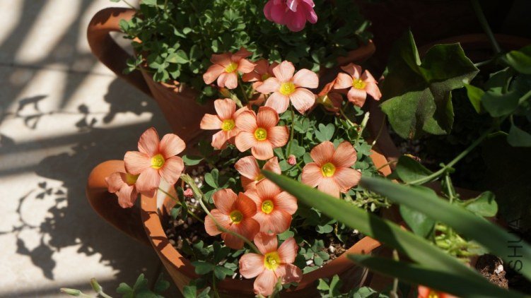 conew_dsc02400.jpg