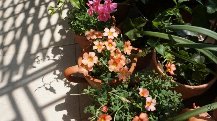 conew_dsc02388.jpg
