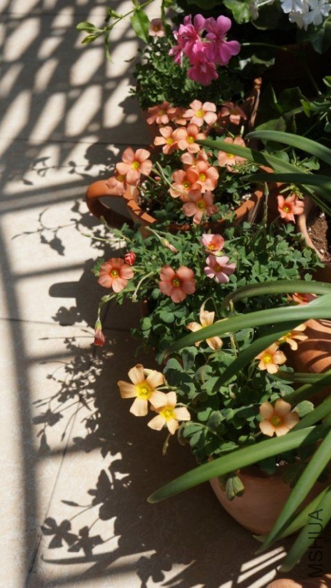 conew_dsc02390.jpg