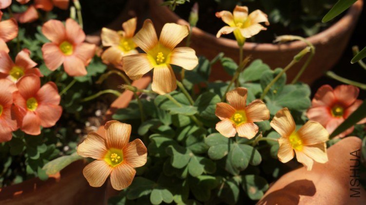 conew_dsc02487.jpg