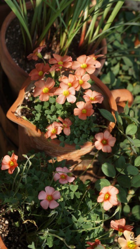 conew_dsc02584.jpg
