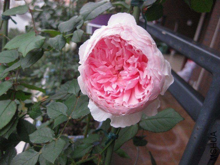 �������2 of ����԰��.jpg