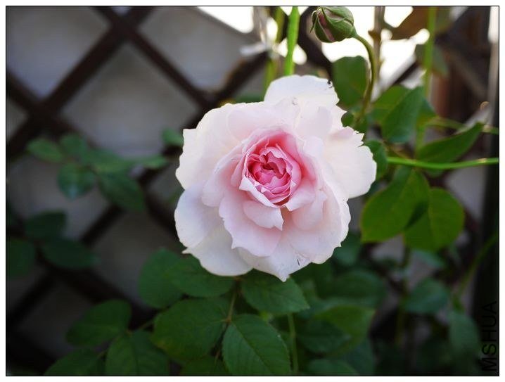 �������3 of ħ�ֶ�.jpg