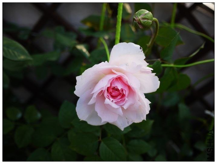 �������4 of ħ�ֶ�.jpg