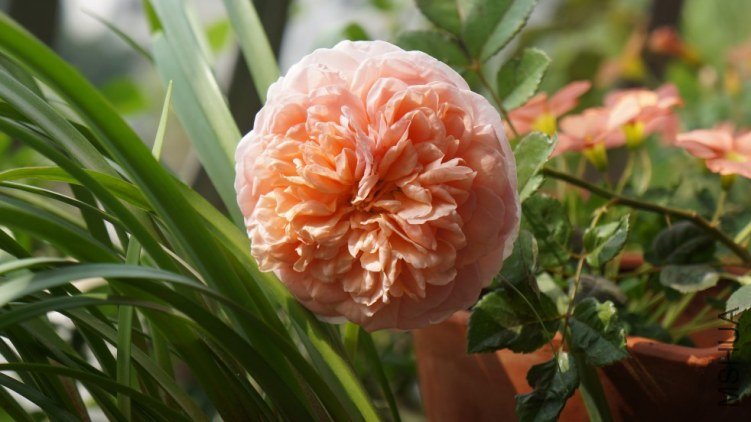 conew_dsc02773.jpg