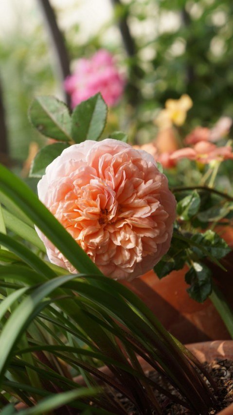 conew_dsc02774.jpg