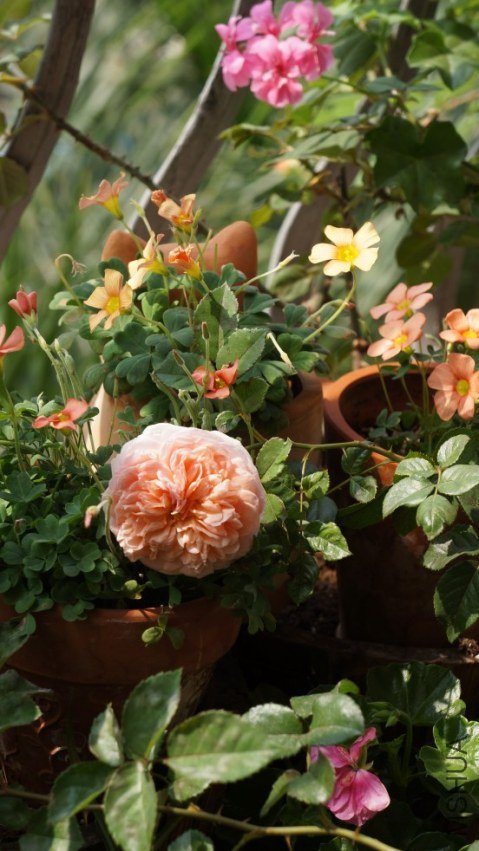 conew_dsc02785.jpg