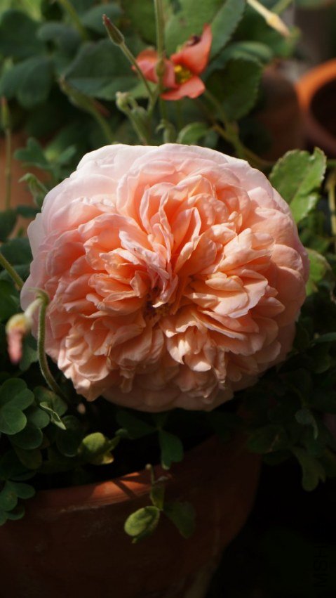 conew_dsc02789.jpg