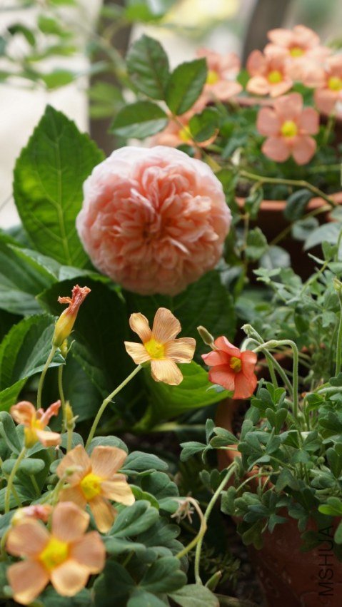 conew_dsc02797.jpg