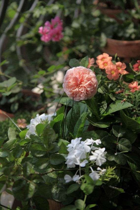 conew_dsc02798.jpg