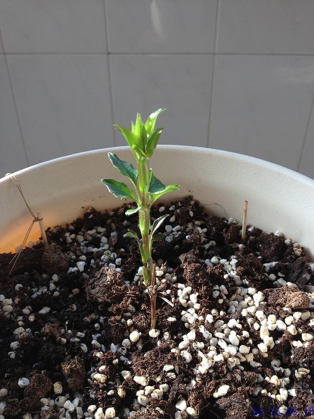 ���տ��� 2013.03.15.JPG