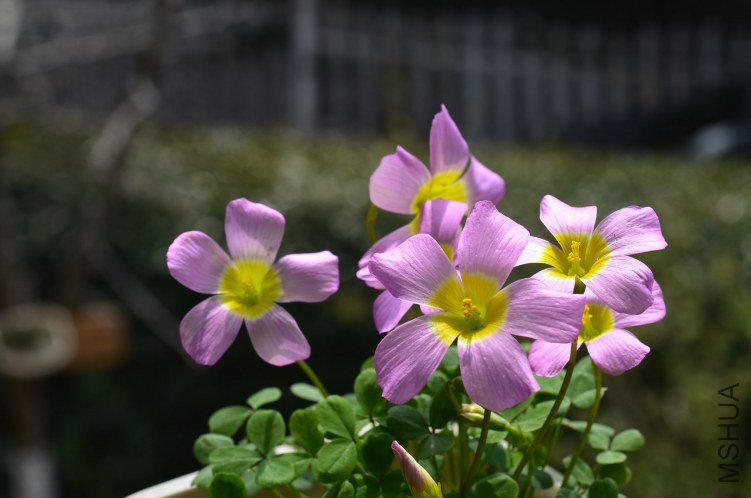 Oxalis obtusa Large form 20130309 001.JPG