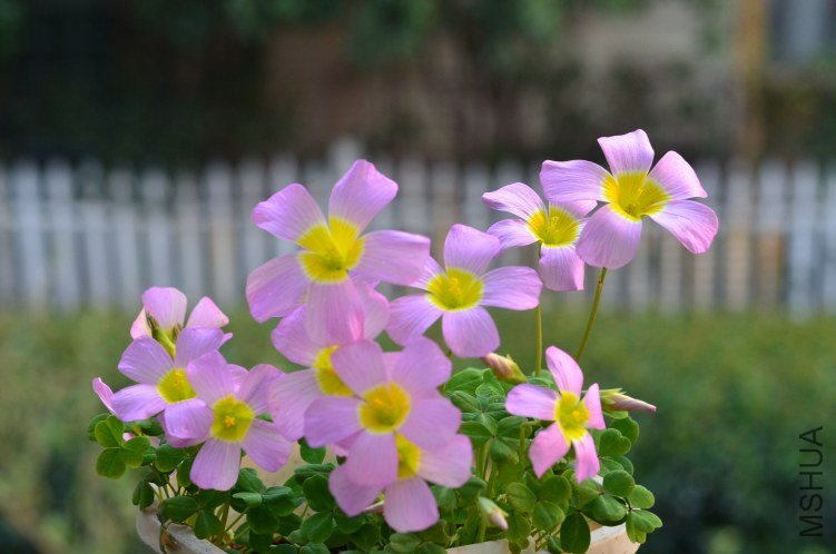 Oxalis obtusa Large form 20130312 001.JPG