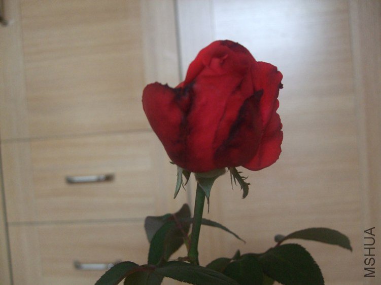 DSCF3351_����.jpg