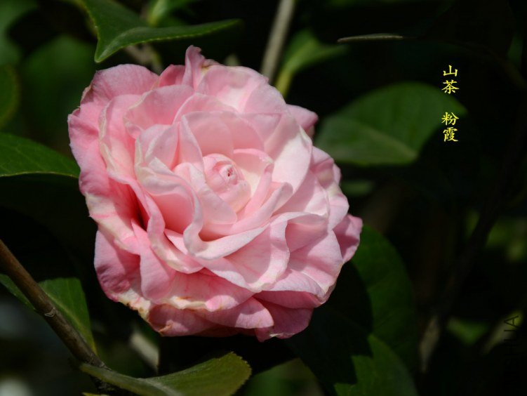 ��ϼ20130315001.jpg