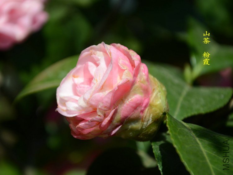 ��ϼ20130315004.jpg