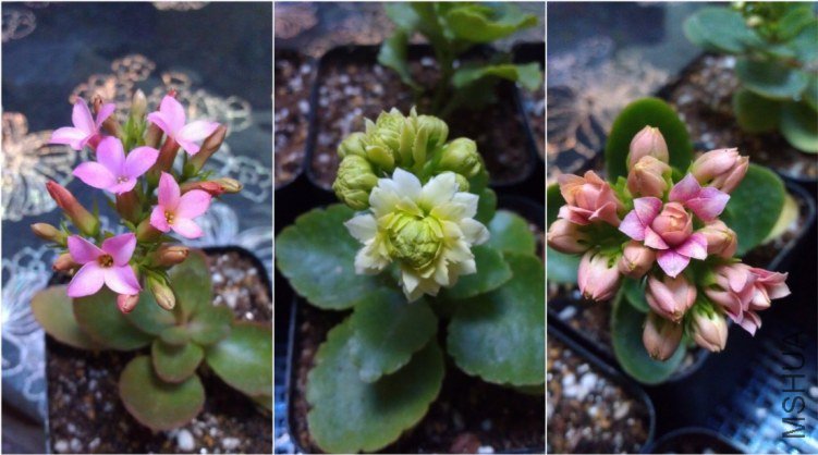 QQ��ͼ20130315195801.jpg