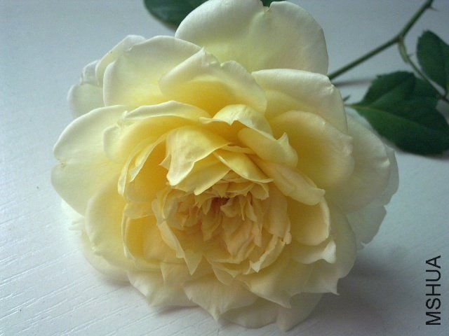 ʥ������1 of ����һ��.jpg