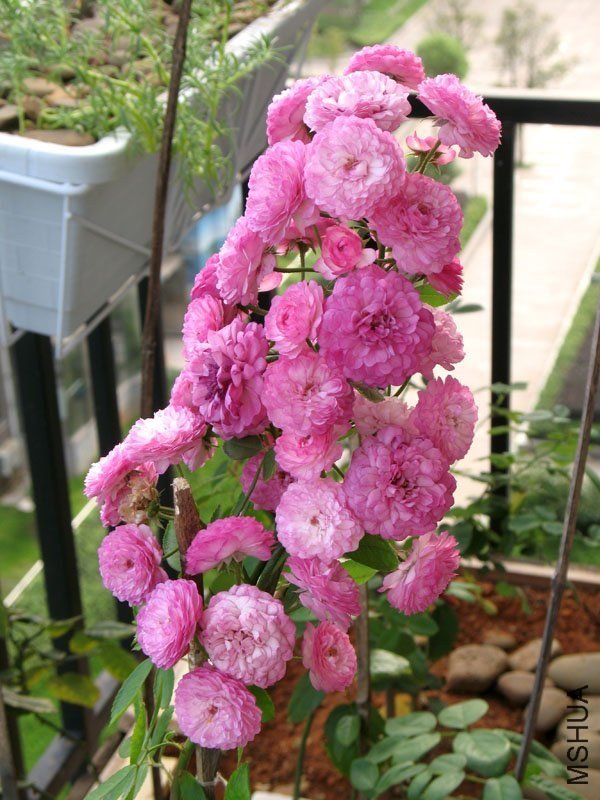 ����԰֮��6 of ������.jpg