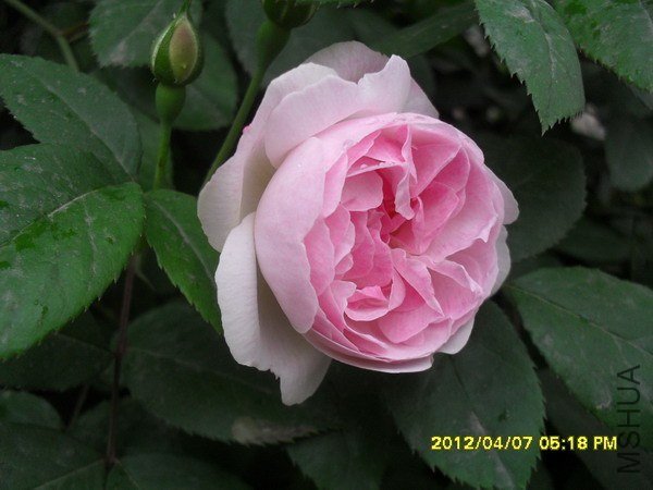 SDC12034.jpg