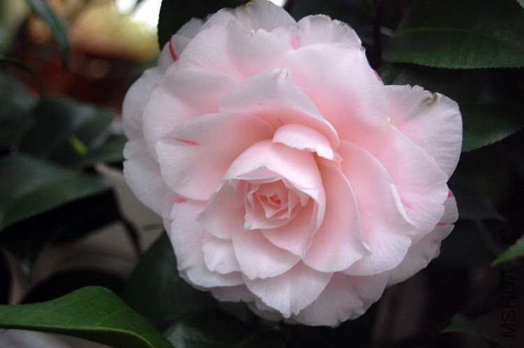 DSC_01780178.JPG