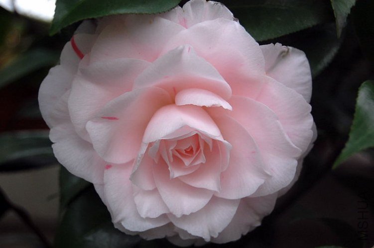 DSC_01790179.JPG
