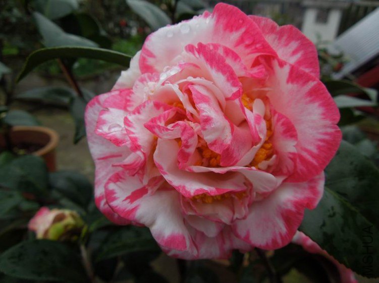 ������С DSCN4580.JPG