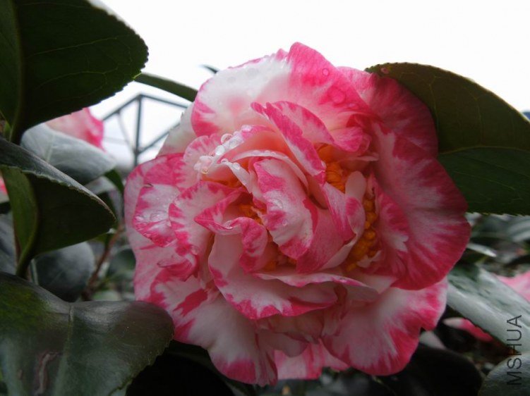 ������С DSCN4579.JPG