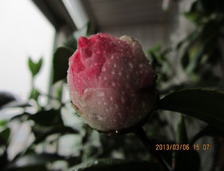 IMG_0095.JPG