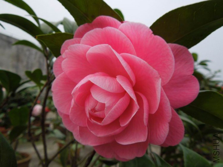 ������С DSCN4981.jpg