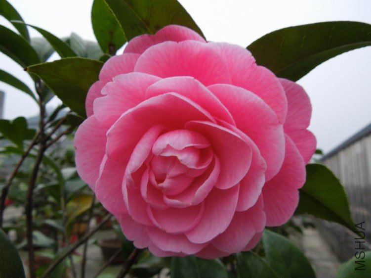 ������С DSCN5001.jpg