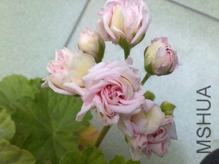 20130307584.jpg