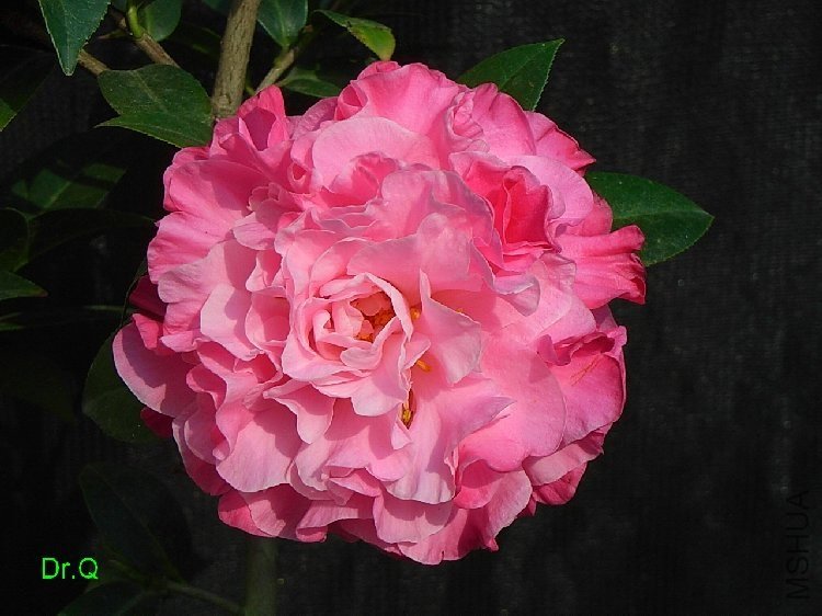 B6.JPG