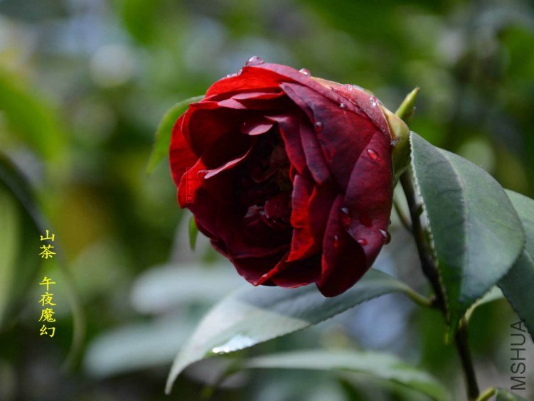 ��ҹħ��20130315001.jpg