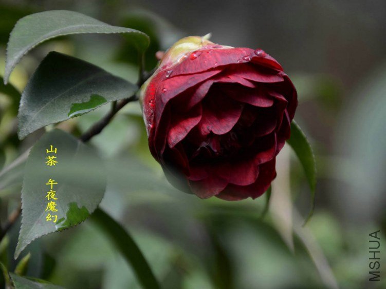 ��ҹħ��20130315002.jpg