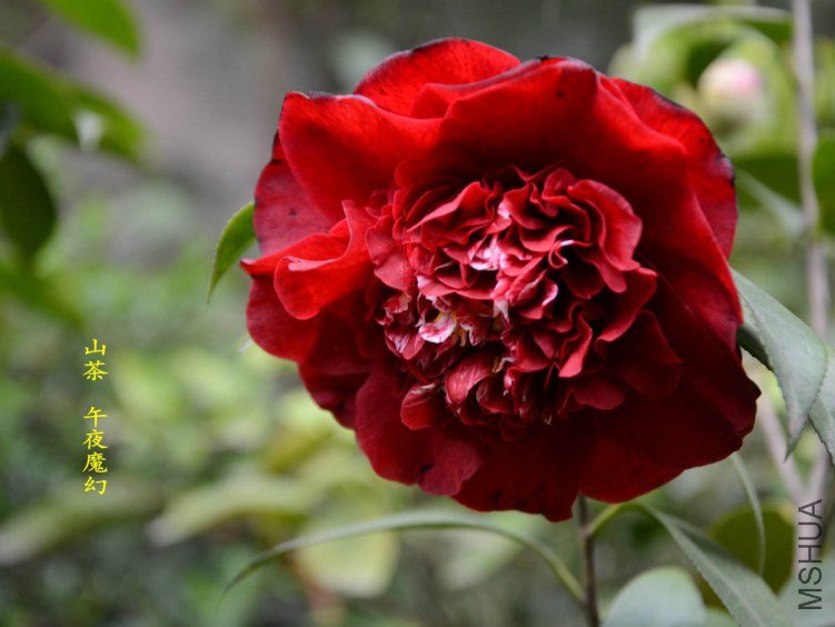 ��ҹħ��20130317003.jpg